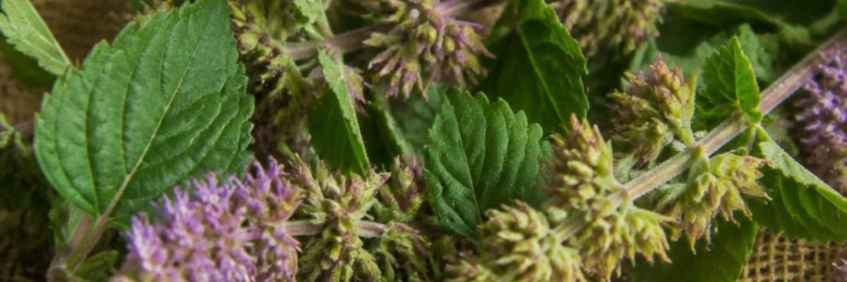Scent Story Patchouli