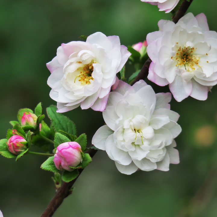 Boutique Soy Candle - White Nectarine Blossom | Elume